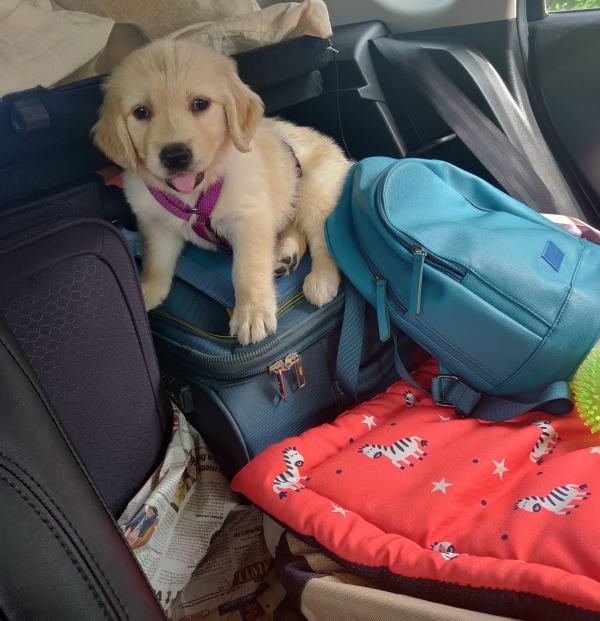 A month old pup atop luggage, ready to travel for the first time.
